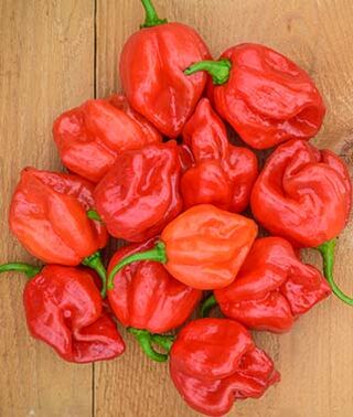 Hot Sauce - Hot
